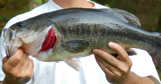 How to Properly Handle Bass During Catch & Release