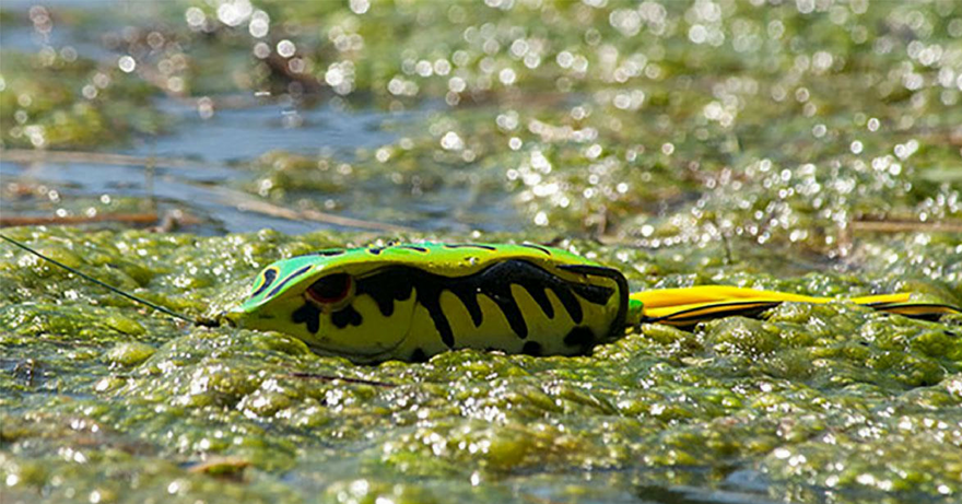 3 Key Topwater Froggin Tips Most Anglers Won't Tell You